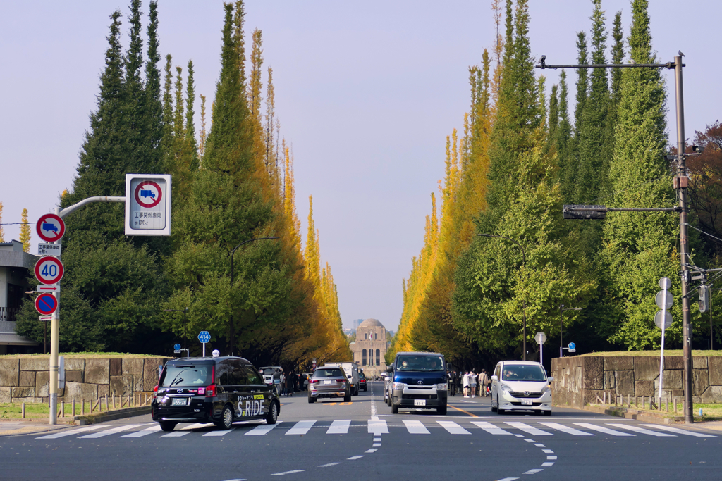 Tokyo Move : Ginko trees, Gingu Tokyo