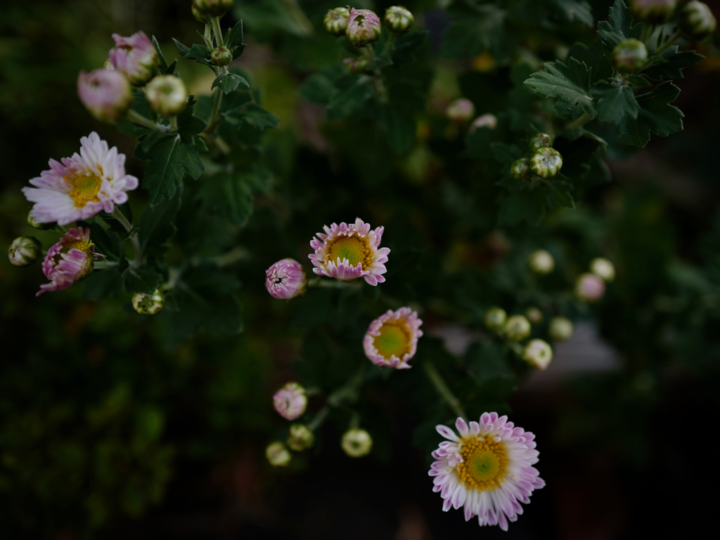 たまには花