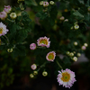 たまには花