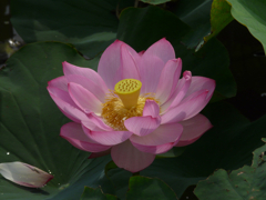 Lotus #1