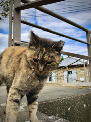 Finding Nagasaki Stray Cat 2019