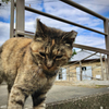 Finding Nagasaki Stray Cat 2019