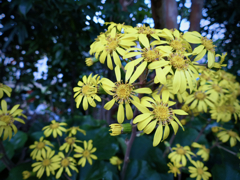 ついさっきフォト：Seasonal Flower in my garden