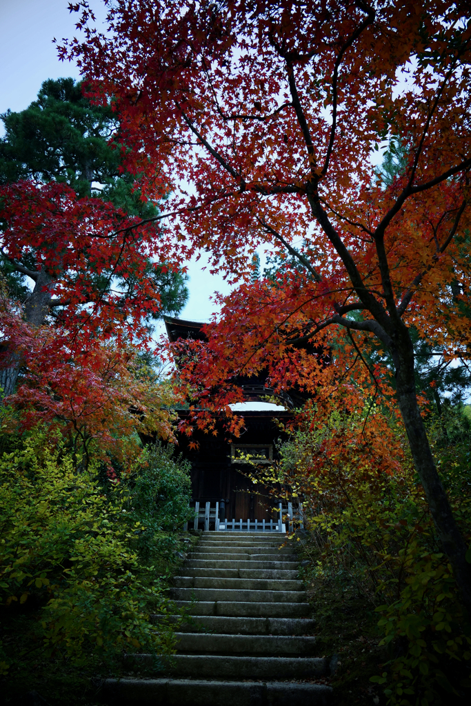 常寂光寺、令和五年 秋