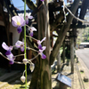古賀の藤棚 2021