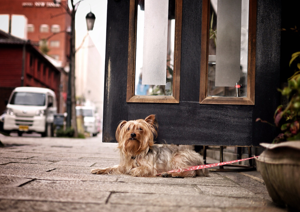 On the Street, Dog