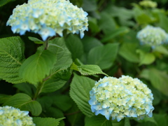 本日の : flower in June