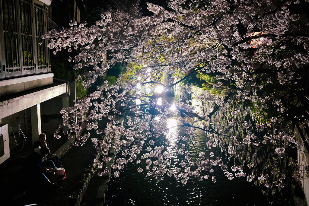 令和二年 四月 木屋町通りライトアップ、夜桜