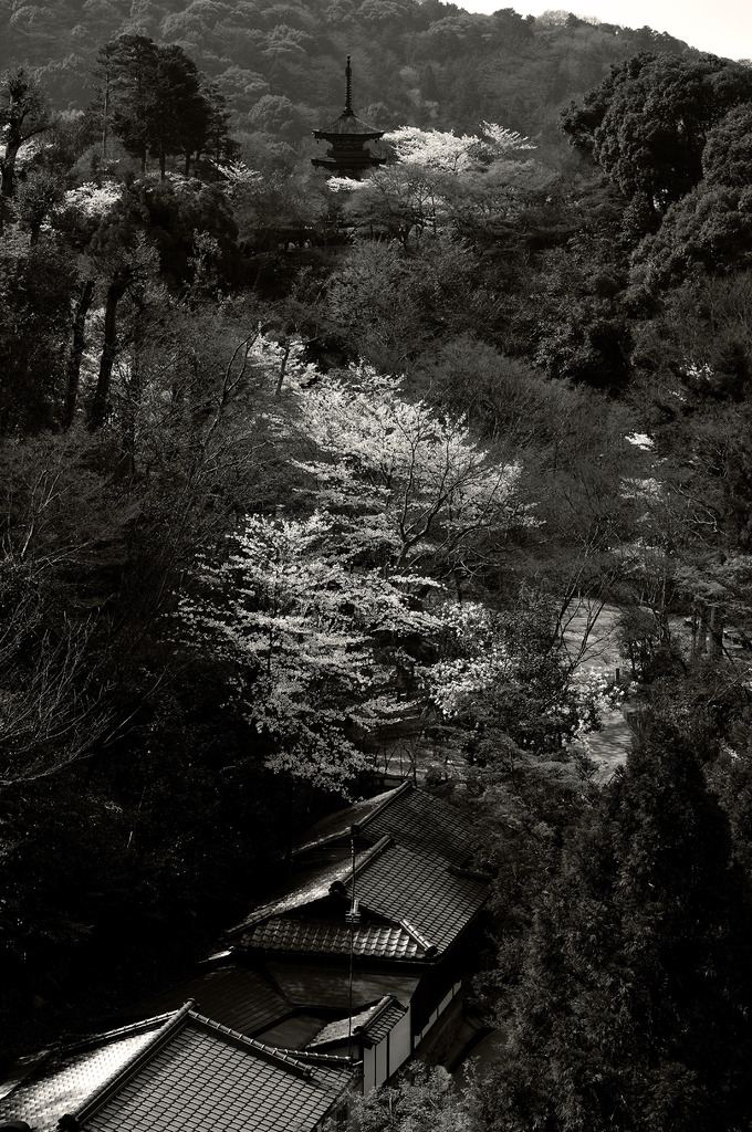 _DSC3932mono