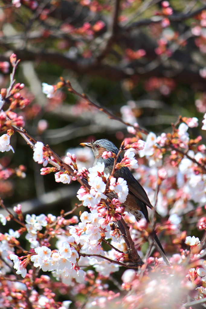 喜びの"SPRING"