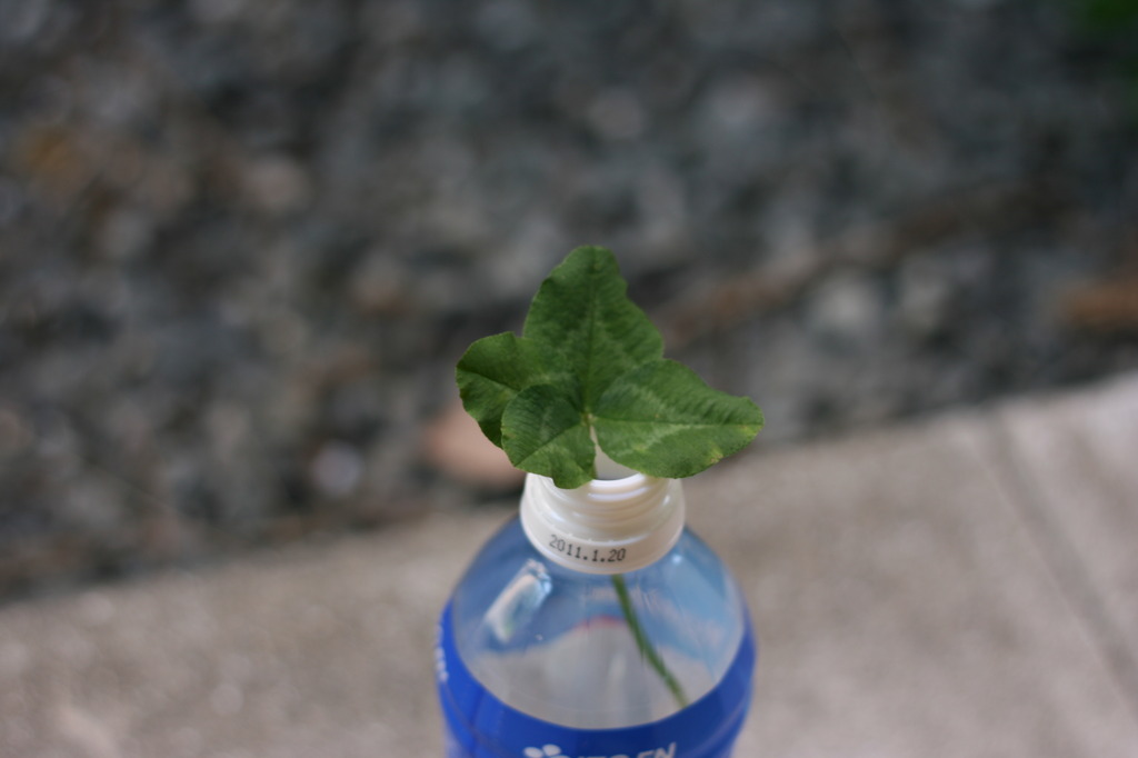 clover