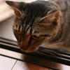 photo291433