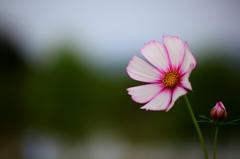 秋桜