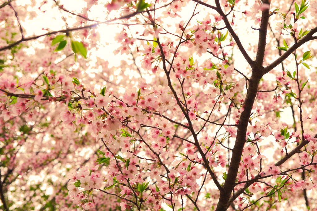 大井川の桜