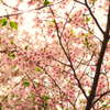 大井川の桜
