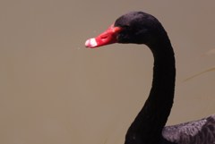 rw0519