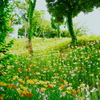 6月のユリ