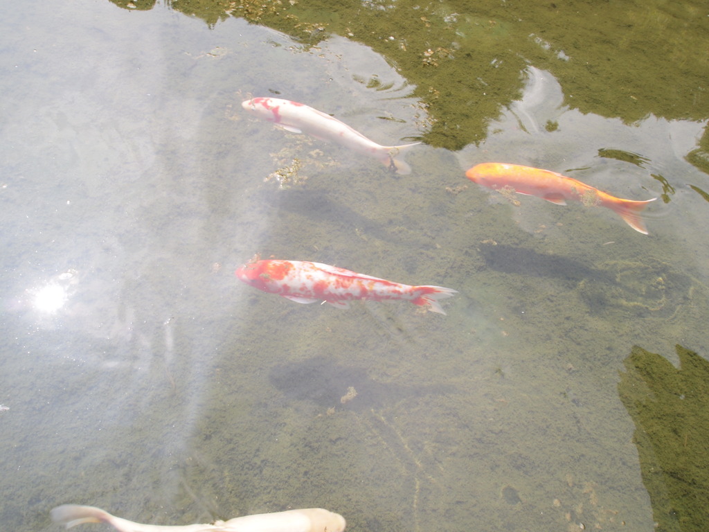 日本庭園の鯉