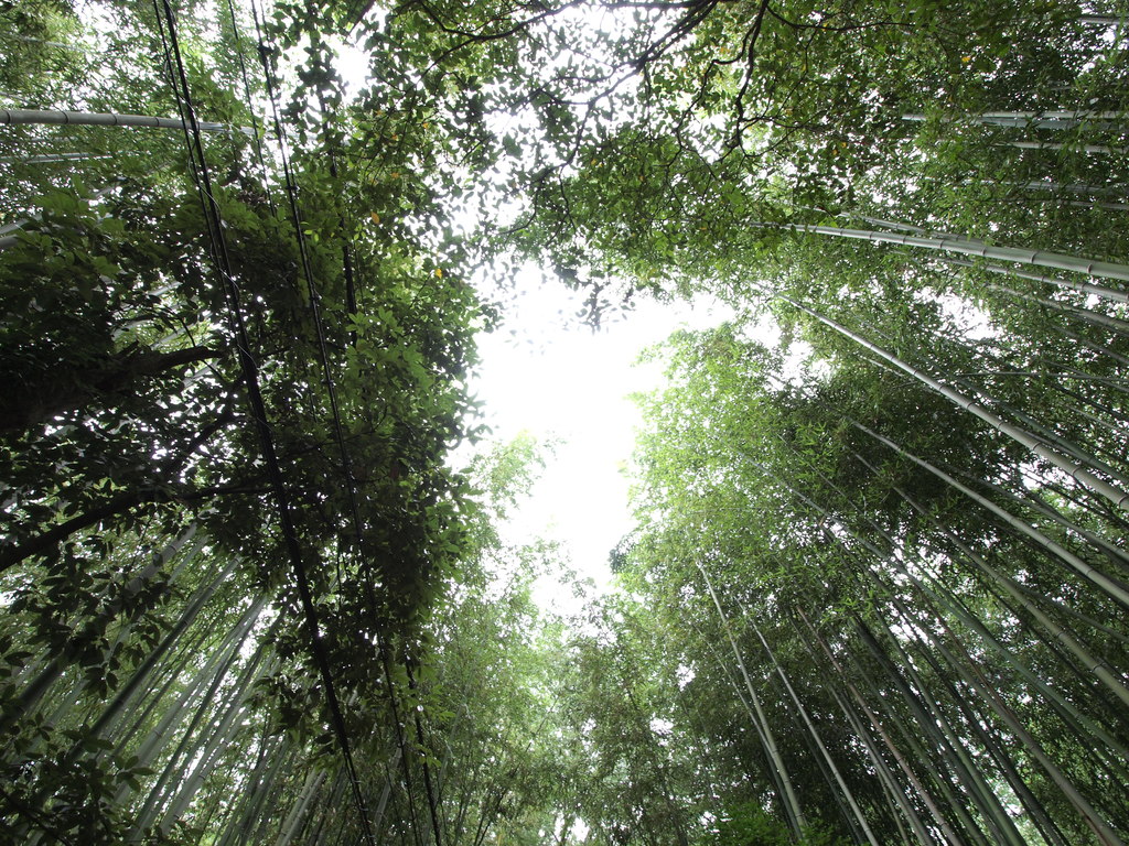 嵐山の竹林　２