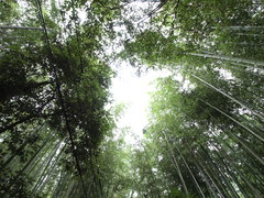嵐山の竹林　２