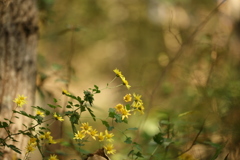 雑木林の花