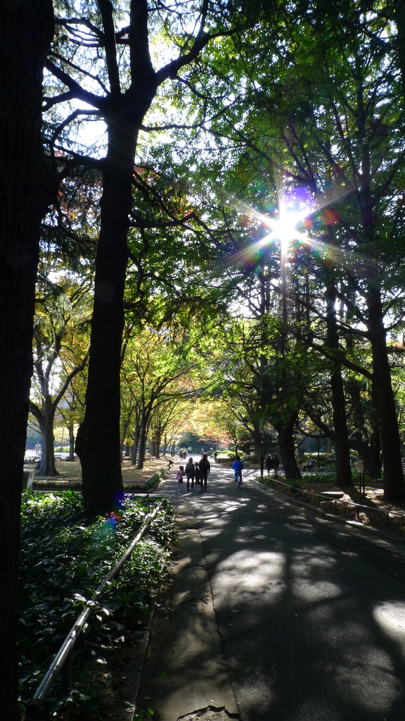 公園の木漏れ日