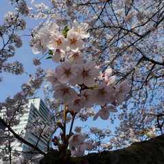都心の桜