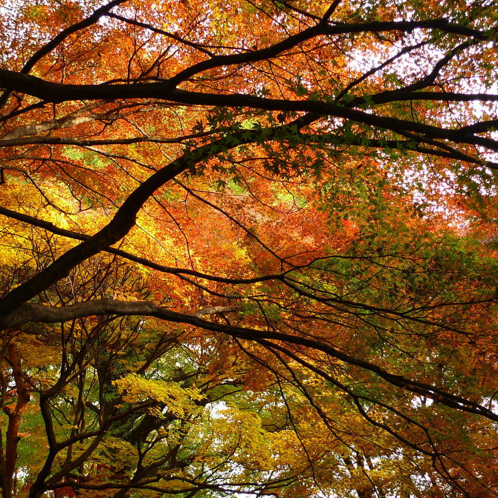 輝く紅葉