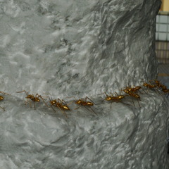 黄金蟻の行進