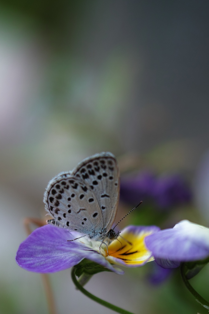 蝶と花