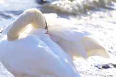 白鳥の毛づくろい