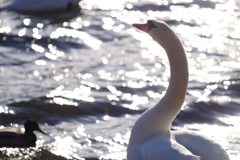 山中湖の白鳥