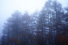 霧の樹木