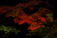 夜紅葉