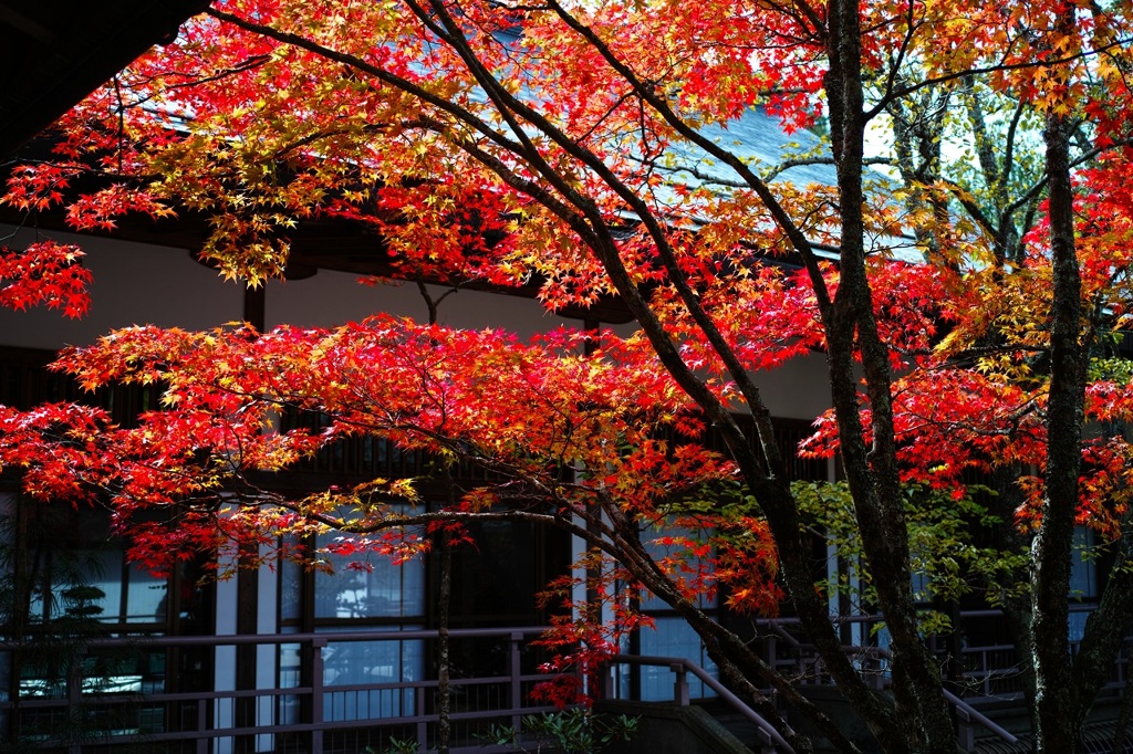 金剛峯寺　紅葉