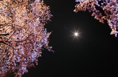 月と桜