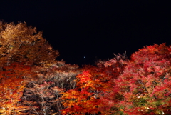 星と紅葉