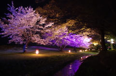 夜桜