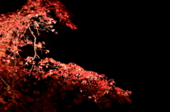 河口湖紅葉