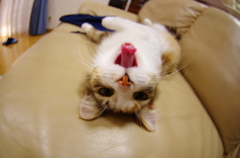あっかんべー