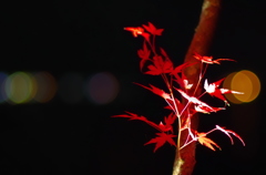 紅葉in山中湖