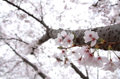 IMG_2011_04_09_0259