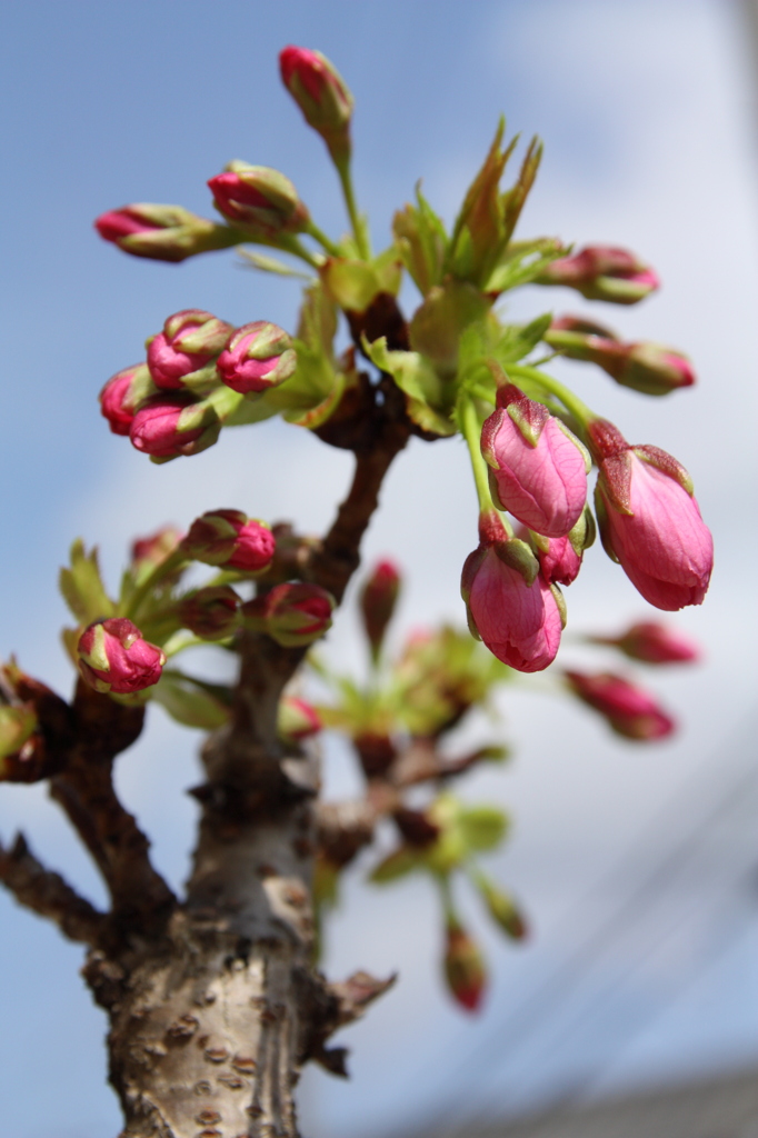 家の桜