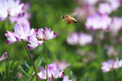 レンゲ と ハチ