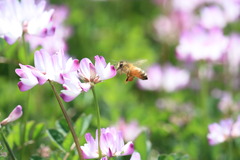 レンゲ と ハチ