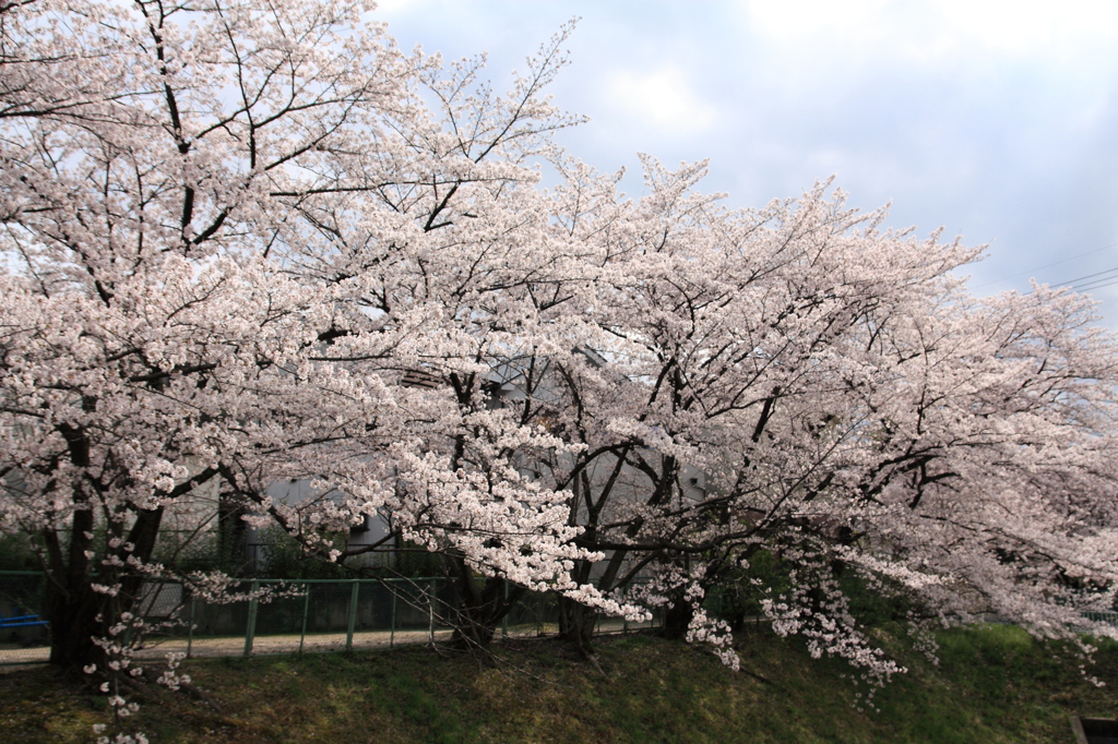 近所の桜並木