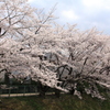 近所の桜並木