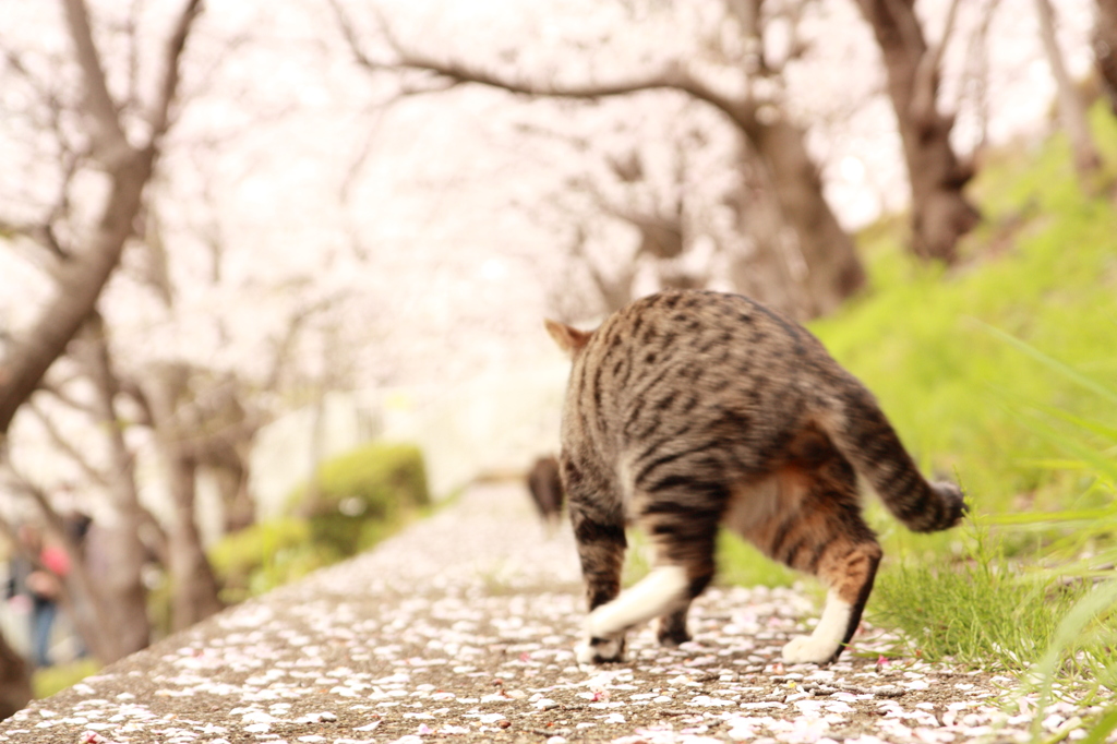逃げるにゃんこ