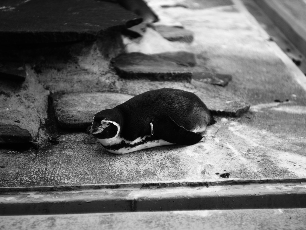 秋の動物園にいた退屈そうなペンギン