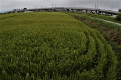 田んぼと新幹線